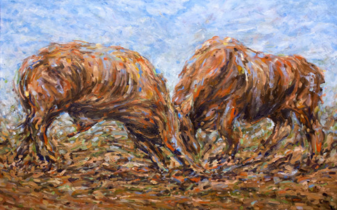 The Beef_painting by Steven Makse_Oil on canvas - depicts bulls fighting at Lyndon Station, Western Australia